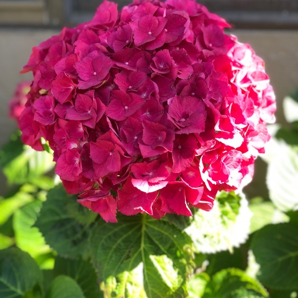 Meet your Posher, Ginny - Picture 1 of 1